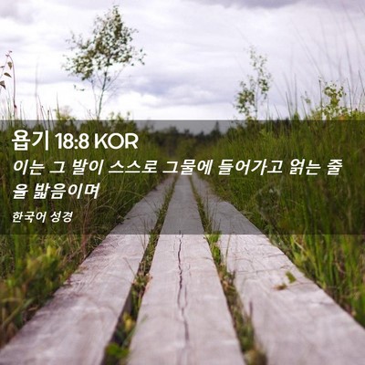 Picture 02 - 욥기 18:8 KOR - 이는 그 발이 스스로 그물에 - Bible Verse Picture