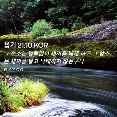Picture 02 - 욥기 21:10 KOR - 그 수소는 영락없이 새끼를 배게 - Bible Verse Picture