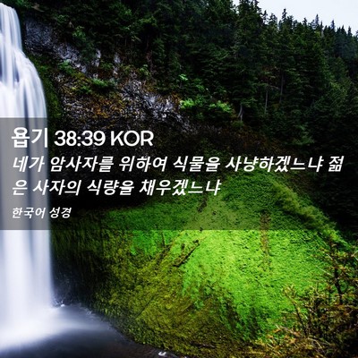 Picture 02 - 욥기 38:39 KOR - 네가 암사자를 위하여 식물을 - Bible Verse Picture