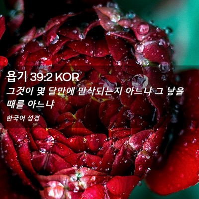 Picture 02 - 욥기 39:2 KOR - 그것이 몇 달만에 만삭되는지 아느냐 - Bible Verse Picture