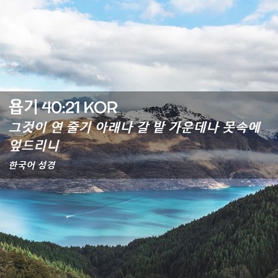 Picture 02 - 욥기 40:21 KOR - 그것이 연 줄기 아래나 갈 밭 - Bible Verse Picture