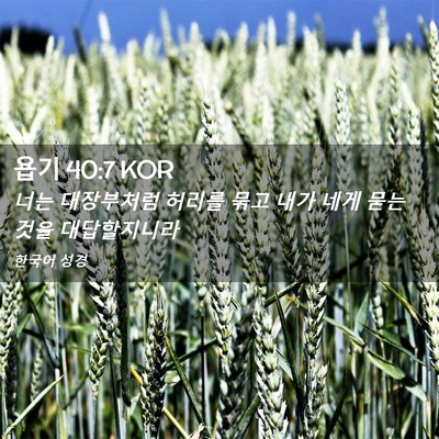 Picture 02 - 욥기 40:7 KOR - 너는 대장부처럼 허리를 묶고 내가 - Bible Verse Picture