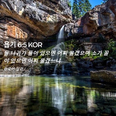 Picture 02 - 욥기 6:5 KOR - 들 나귀가 풀이 있으면 어찌 - Bible Verse Picture