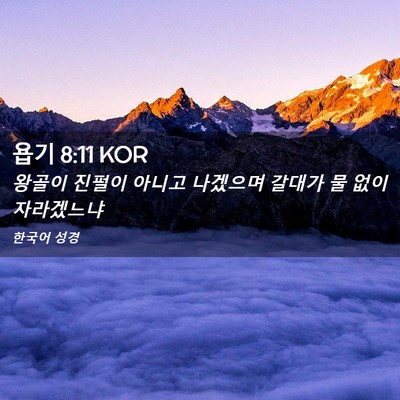 Picture 02 - 욥기 8:11 KOR - 왕골이 진펄이 아니고 나겠으며 - Bible Verse Picture