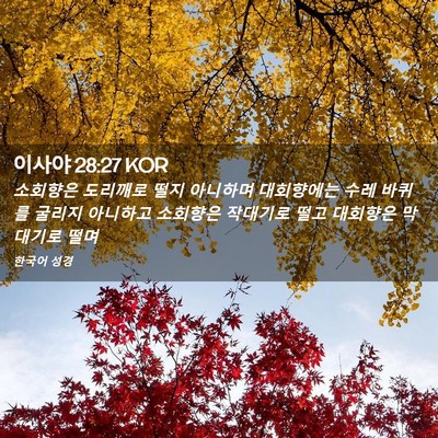 Picture 02 - 이사야 28:27 KOR - 소회향은 도리깨로 떨지 아니하며 - Bible Verse Picture