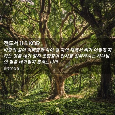 Picture 02 - 전도서 11:5 KOR - 바람의 길이 어떠함과 아이 밴 자의 - Bible Verse Picture