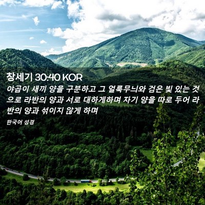 Picture 02 - 창세기 30:40 KOR - 야곱이 새끼 양을 구분하고 그 - Bible Verse Picture