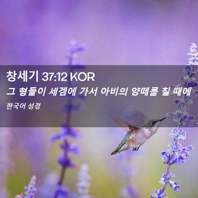 Picture 02 - 창세기 37:12 KOR - 그 형들이 세겜에 가서 아비의 - Bible Verse Picture