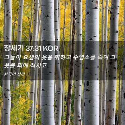 Picture 02 - 창세기 37:31 KOR - 그들이 요셉의 옷을 취하고 수염소를 - Bible Verse Picture
