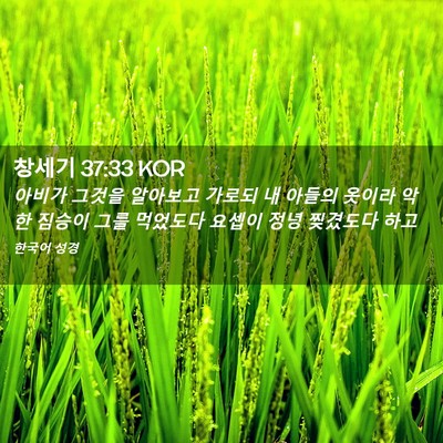 Picture 02 - 창세기 37:33 KOR - 아비가 그것을 알아보고 가로되 내 - Bible Verse Picture