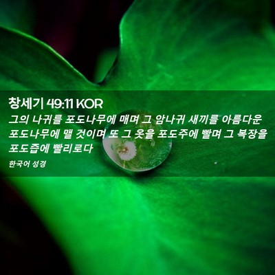 Picture 02 - 창세기 49:11 KOR - 그의 나귀를 포도나무에 매며 그 - Bible Verse Picture