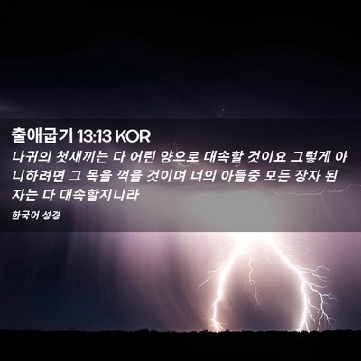 Picture 02 - 출애굽기 13:13 KOR - 나귀의 첫새끼는 다 어린 양으로 - Bible Verse Picture