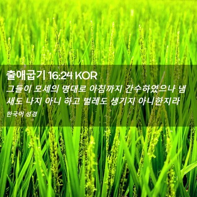 Picture 02 - 출애굽기 16:24 KOR - 그들이 모세의 명대로 아침까지 - Bible Verse Picture