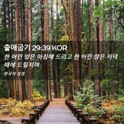 Picture 02 - 출애굽기 29:39 KOR - 한 어린 양은 아침에 드리고 한 어린 - Bible Verse Picture