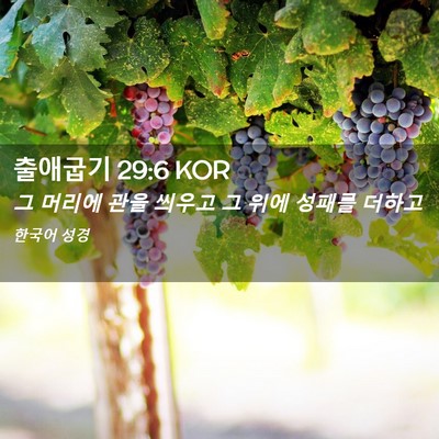 Picture 02 - 출애굽기 29:6 KOR - 그 머리에 관을 씌우고 그 위에 - Bible Verse Picture
