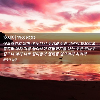 Picture 02 - 호세아 14:8 KOR - 에브라임의 말이 내가 다시 우상과 - Bible Verse Picture