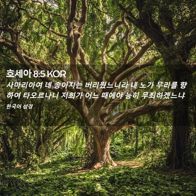 Picture 02 - 호세아 8:5 KOR - 사마리아여 네 송아지는 - Bible Verse Picture