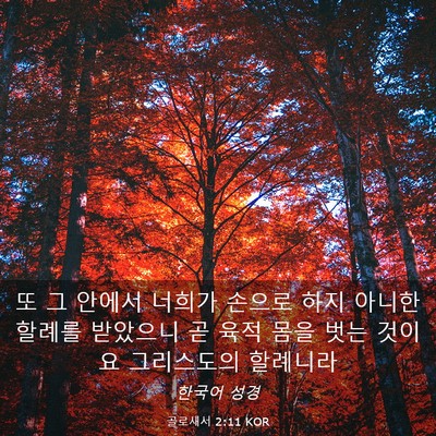 Picture 03 - 골로새서 2:11 KOR - 또 그 안에서 너희가 손으로 하지 - Bible Verse Picture