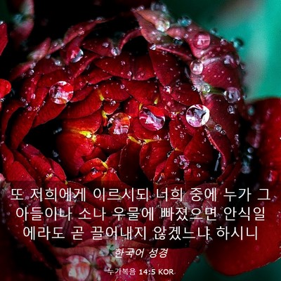 Picture 03 - 누가복음 14:5 KOR - 또 저희에게 이르시되 너희 중에 - Bible Verse Picture