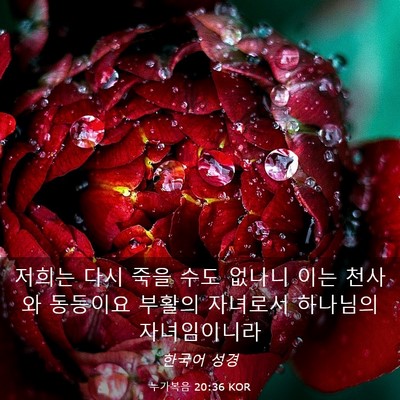 Picture 03 - 누가복음 20:36 KOR - 저희는 다시 죽을 수도 없나니 이는 - Bible Verse Picture