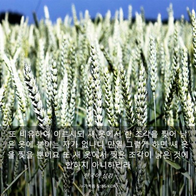 Picture 03 - 누가복음 5:36 KOR - 또 비유하여 이르시되 새 옷에서 한 - Bible Verse Picture