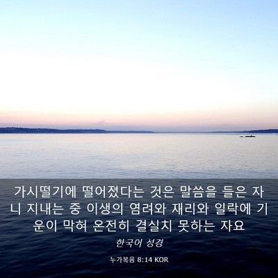 Picture 03 - 누가복음 8:14 KOR - 가시떨기에 떨어졌다는 것은 말씀을 - Bible Verse Picture