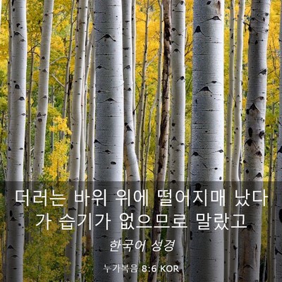 Picture 03 - 누가복음 8:6 KOR - 더러는 바위 위에 떨어지매 났다가 - Bible Verse Picture