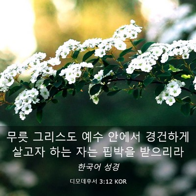 Picture 03 - 디모데후서 3:12 KOR - 무릇 그리스도 예수 안에서 경건하게 - Bible Verse Picture