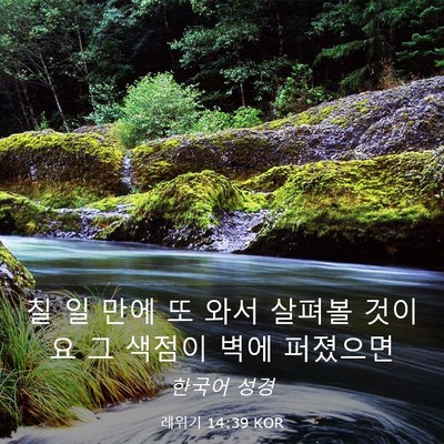 Picture 03 - 레위기 14:39 KOR - 칠 일 만에 또 와서 살펴볼 것이요 그 - Bible Verse Picture