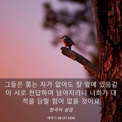 Picture 03 - 레위기 26:37 KOR - 그들은 쫓는 자가 없어도 칼 앞에 - Bible Verse Picture