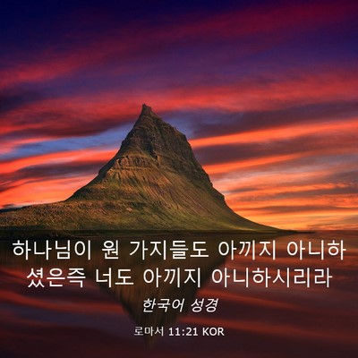 Picture 03 - 로마서 11:21 KOR - 하나님이 원 가지들도 아끼지 - Bible Verse Picture