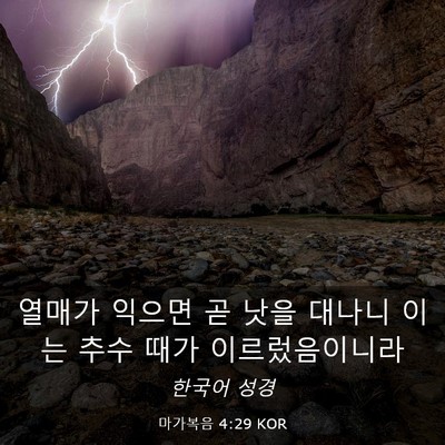 Picture 03 - 마가복음 4:29 KOR - 열매가 익으면 곧 낫을 대나니 이는 - Bible Verse Picture