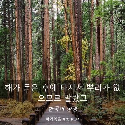 Picture 03 - 마가복음 4:6 KOR - 해가 돋은 후에 타져서 뿌리가 - Bible Verse Picture