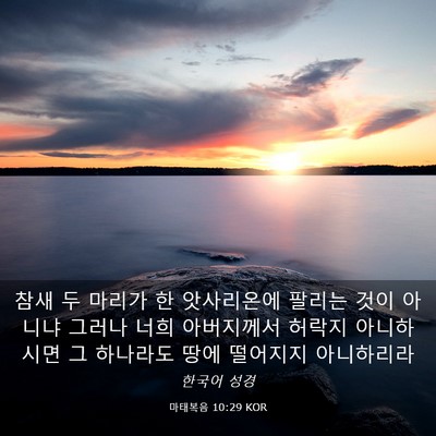 Picture 03 - 마태복음 10:29 KOR - 참새 두 마리가 한 앗사리온에 - Bible Verse Picture