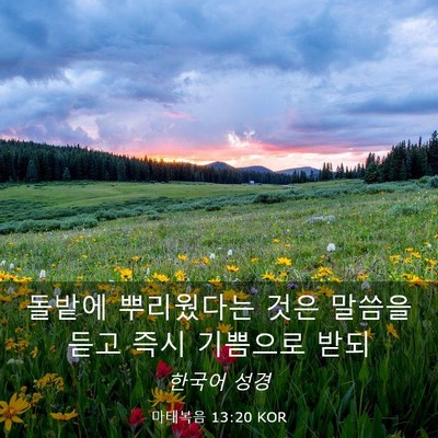 Picture 03 - 마태복음 13:20 KOR - 돌밭에 뿌리웠다는 것은 말씀을 듣고 - Bible Verse Picture