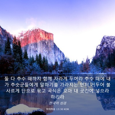 Picture 03 - 마태복음 13:30 KOR - 둘 다 추수 때까지 함께 자라게 - Bible Verse Picture
