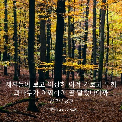 Picture 03 - 마태복음 21:20 KOR - 제자들이 보고 이상히 여겨 가로되 - Bible Verse Picture