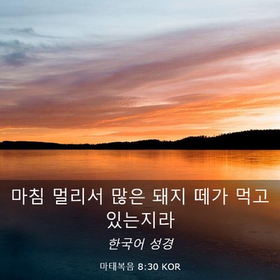 Picture 03 - 마태복음 8:30 KOR - 마침 멀리서 많은 돼지 떼가 먹고 - Bible Verse Picture