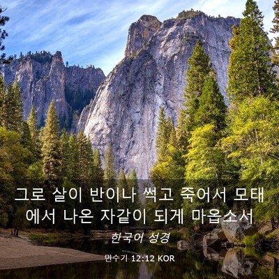Picture 03 - 민수기 12:12 KOR - 그로 살이 반이나 썩고 죽어서 - Bible Verse Picture