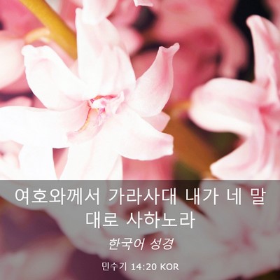 Picture 03 - 민수기 14:20 KOR - 여호와께서 가라사대 내가 네 말대로 - Bible Verse Picture