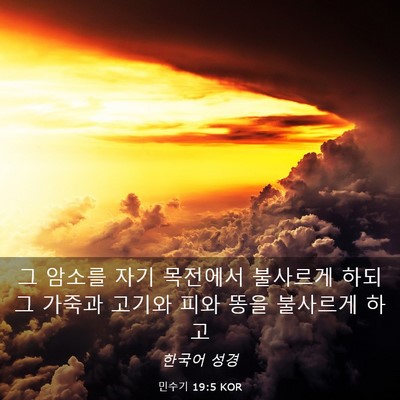 Picture 03 - 민수기 19:5 KOR - 그 암소를 자기 목전에서 불사르게 - Bible Verse Picture