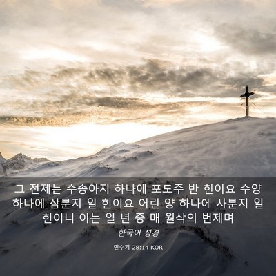 Picture 03 - 민수기 28:14 KOR - 그 전제는 수송아지 하나에 포도주 - Bible Verse Picture