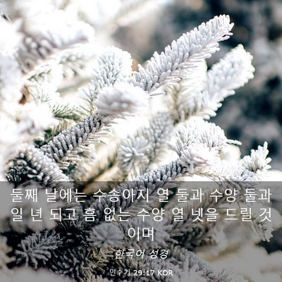 Picture 03 - 민수기 29:17 KOR - 둘째 날에는 수송아지 열 둘과 수양 - Bible Verse Picture