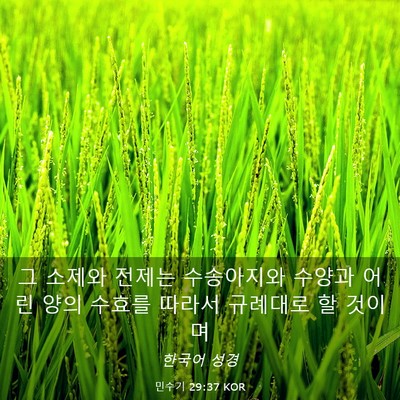 Picture 03 - 민수기 29:37 KOR - 그 소제와 전제는 수송아지와 수양과 - Bible Verse Picture