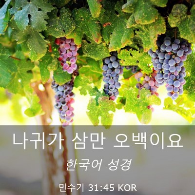 Picture 03 - 민수기 31:45 KOR - 나귀가 삼만 - Bible Verse Picture
