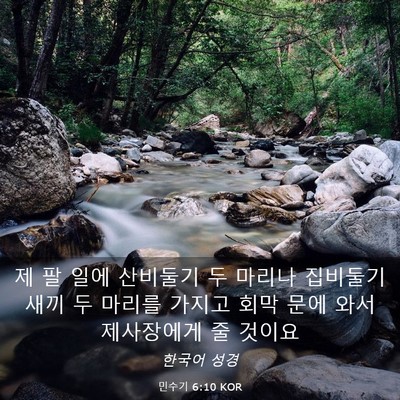 Picture 03 - 민수기 6:10 KOR - 제 팔 일에 산비둘기 두 마리나 - Bible Verse Picture