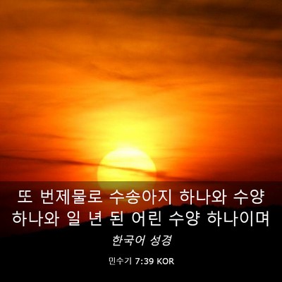 Picture 03 - 민수기 7:39 KOR - 또 번제물로 수송아지 하나와 수양 - Bible Verse Picture