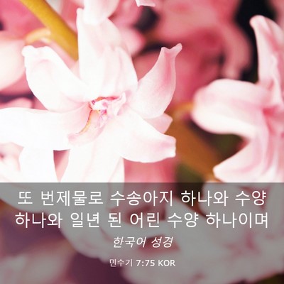 Picture 03 - 민수기 7:75 KOR - 또 번제물로 수송아지 하나와 수양 - Bible Verse Picture