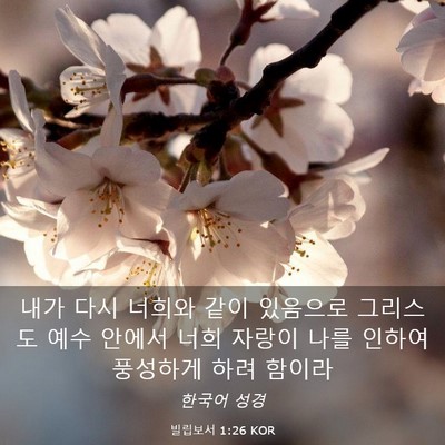Picture 03 - 빌립보서 1:26 KOR - 내가 다시 너희와 같이 있음으로 - Bible Verse Picture