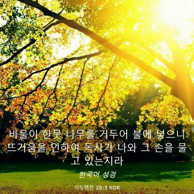 Picture 03 - 사도행전 28:3 KOR - 바울이 한뭇 나무를 거두어 불에 - Bible Verse Picture